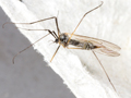 Tricyphona immaculata